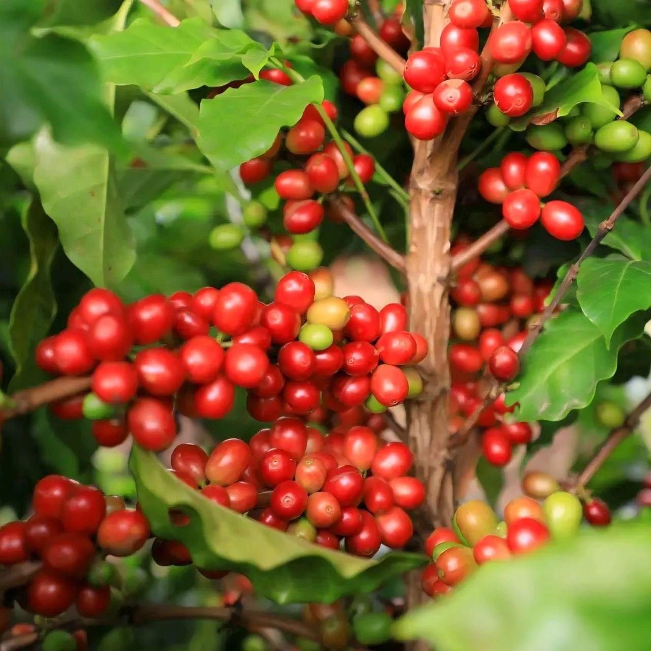 Coffee Beans
