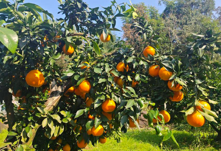 Ehime Orange Packaging