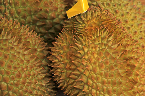 Urgent Market Update: Top 5 Durian Suppliers in Vietnam in Week 06 of 2025