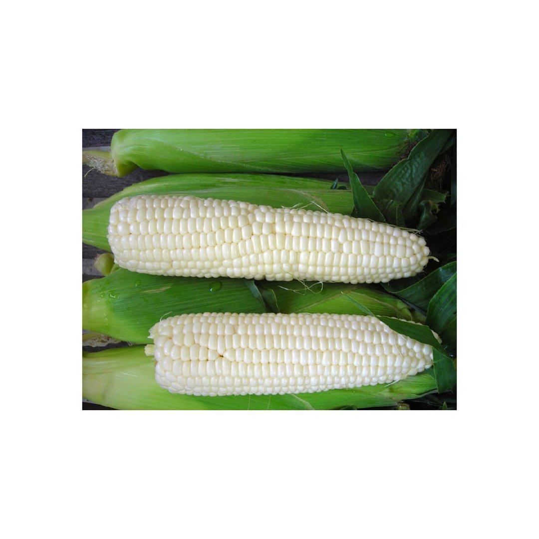 Buy white maize in large quantities fresh stock at low prices