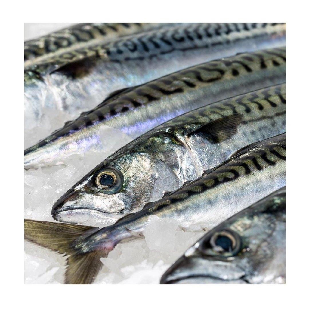 Atlantic horse Mackerels (Trachurus Trachurus and Trachurus Capensis)