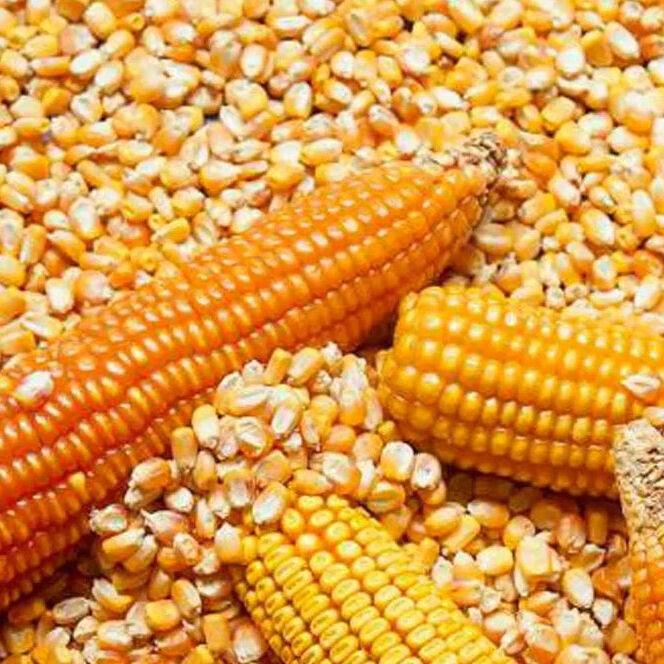 Yellow Corn Human feed