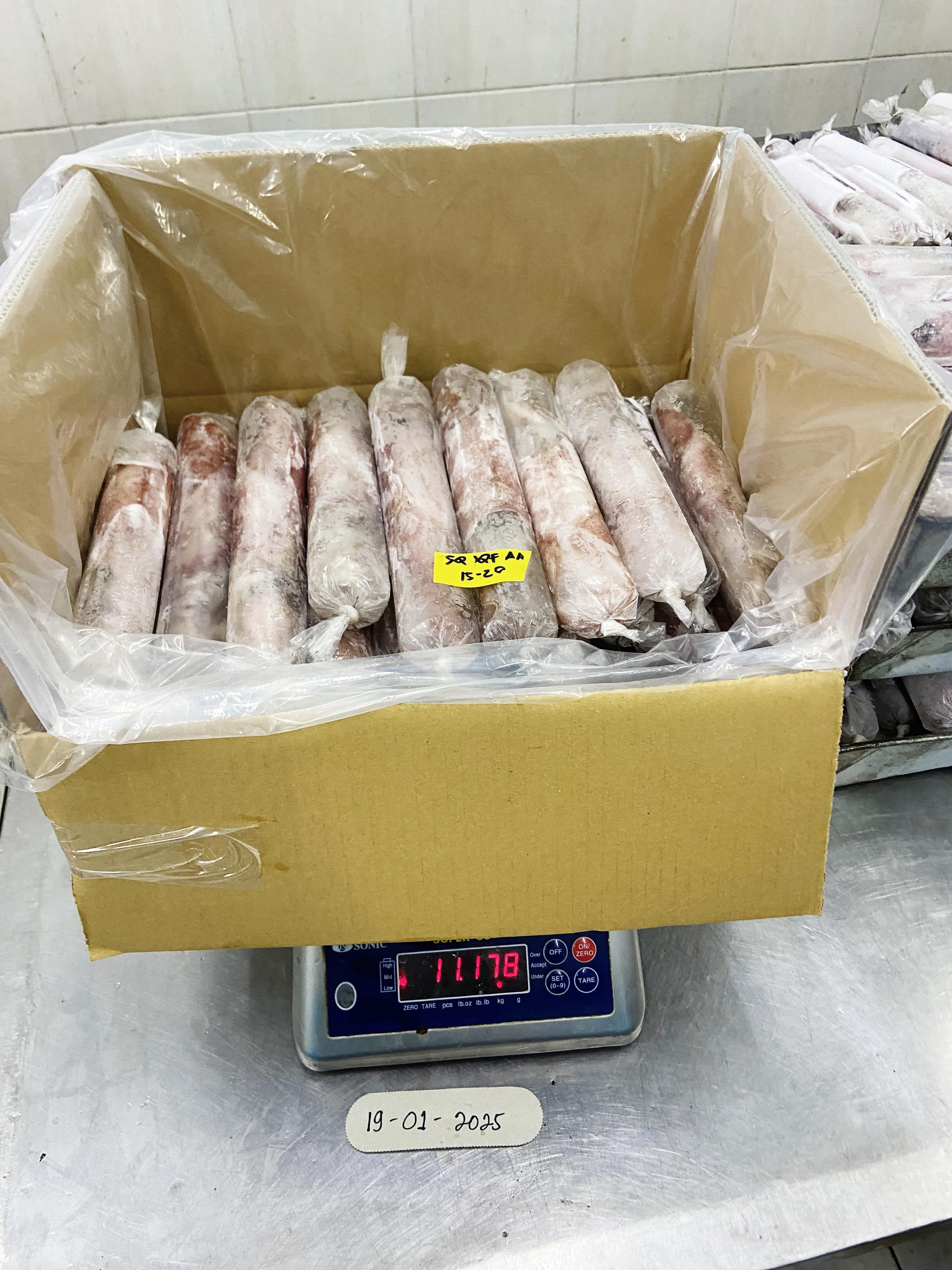 Squid Loligo