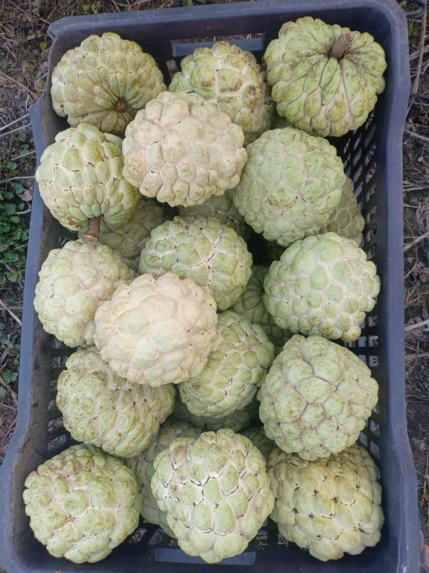 Custard Apples