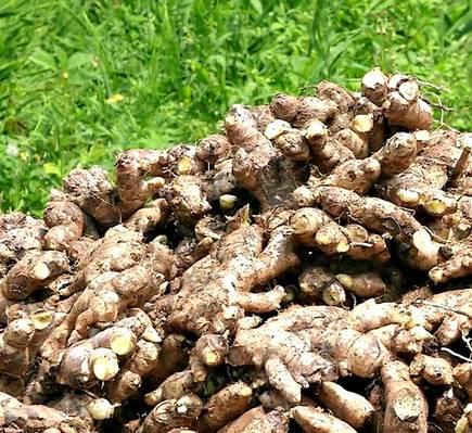 FRESH GINGER Grade AA Type GINGER Shelf Life 6 MONTHS Impurities 0 - 2%max Max. Moisture (%) 12 Packaging 50 KG BAGS Total Ash 7 - 9 % Max