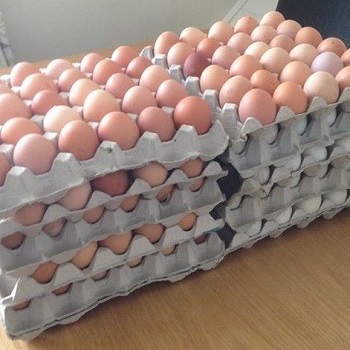 Fresh White and Brown Farm Chicken Eggs from GERMANY