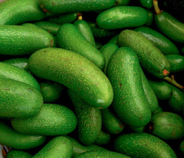 Top 8 Avocado Suppliers in Germany in Quarter 3 of 2025