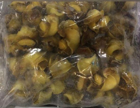 Fresh Conch seafood / abalone