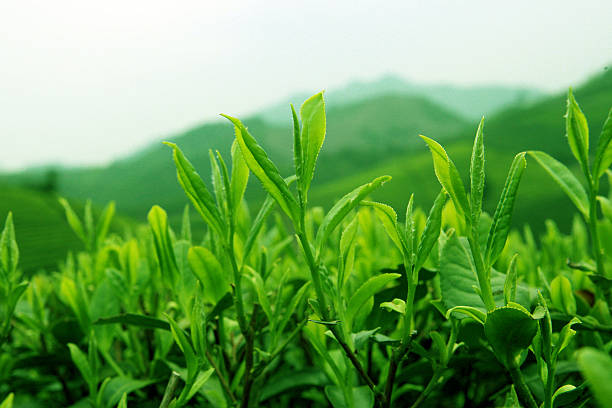Your Expert Guide to Procuring Top-Tier Tea: Top 10 Tea Suppliers in United Arab Emirates in Quarter 3 of 2025