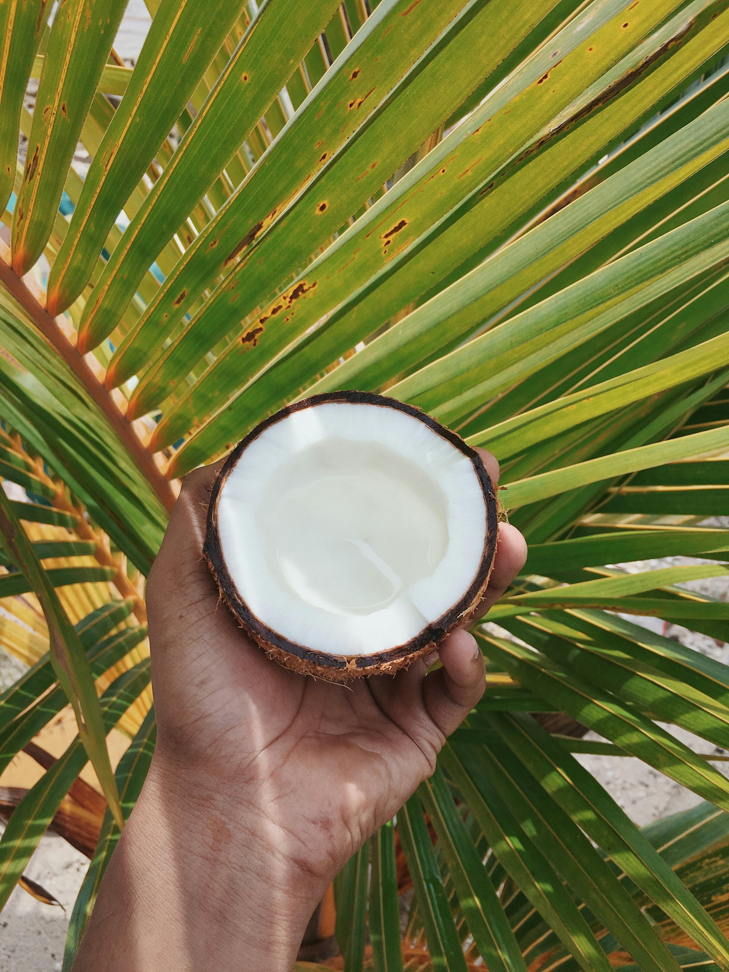 Semi Husk Coconut Image 2