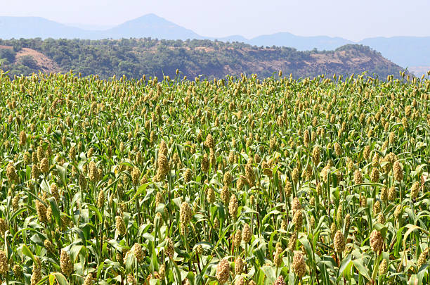 Your Expert Guide to Procuring Top-Tier Millet: Top 8 Millet Suppliers in Philippines in Quarter 3 of 2025