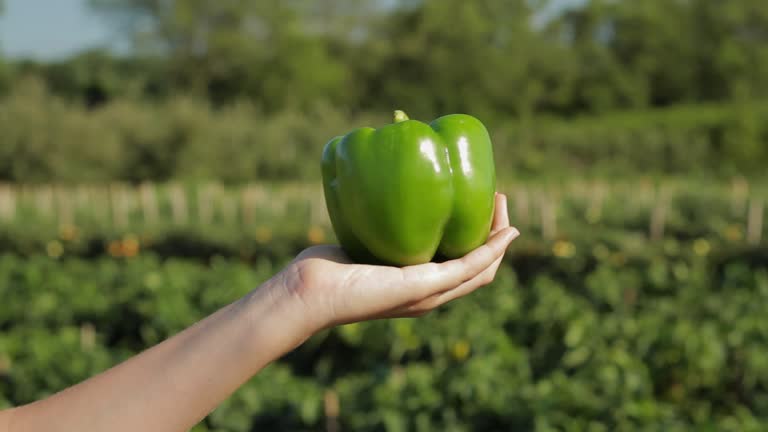 Top 3 Pepper Suppliers in Netherlands in Year 2025: Market Trends, Insights, and Strategic Outlook