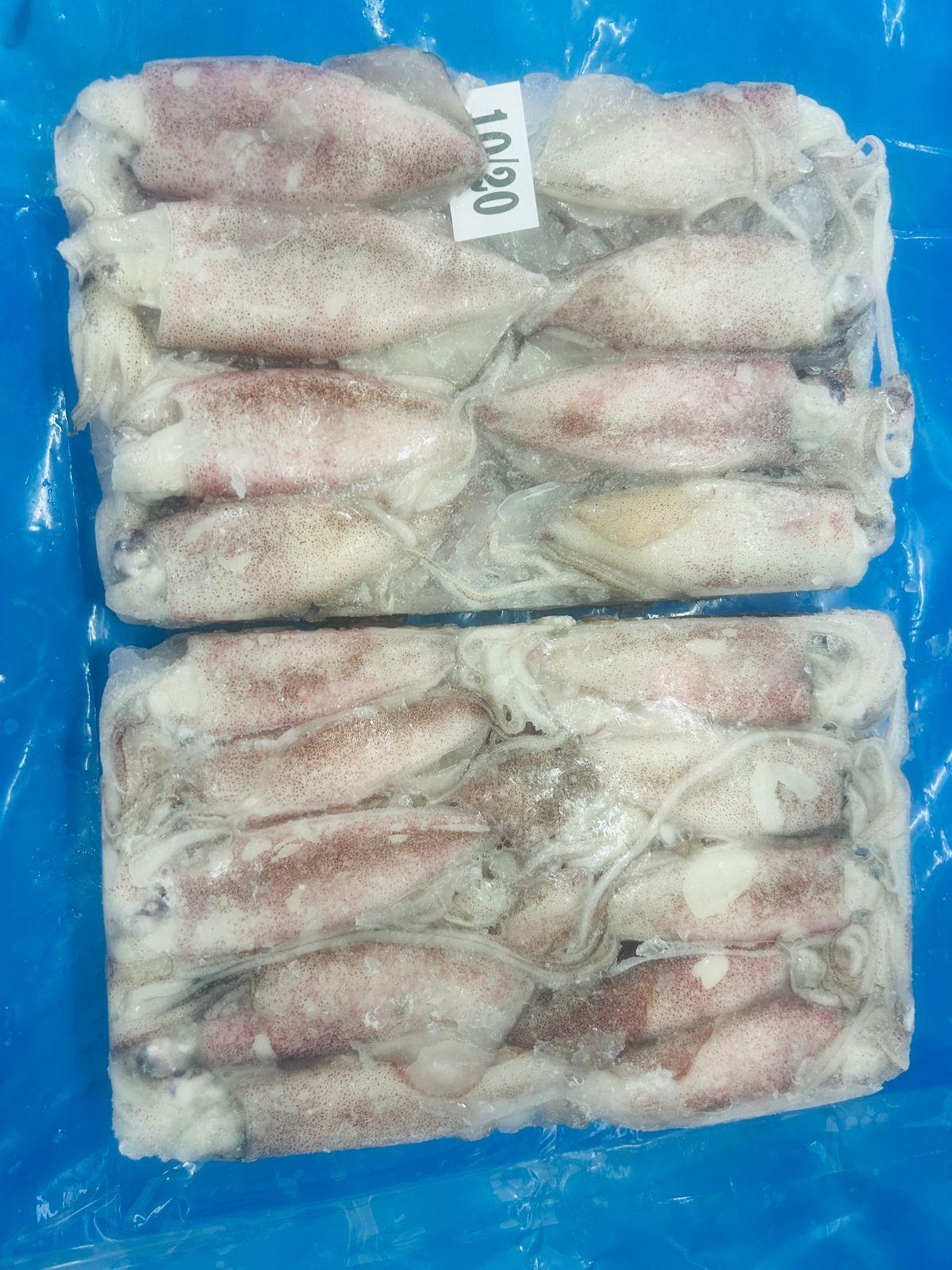 Squid
