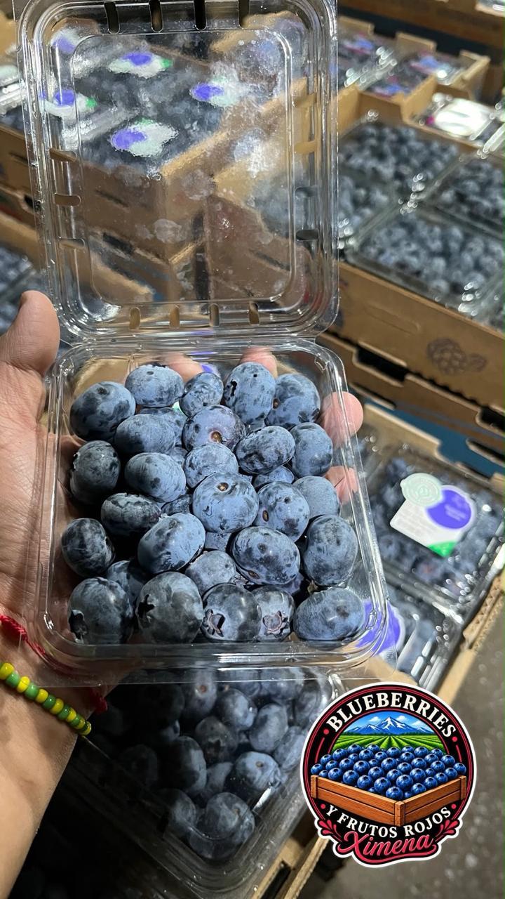 Fresh Blueberries Mexico