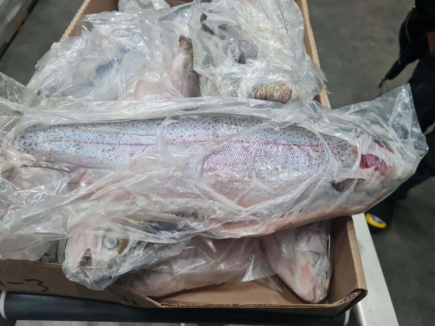 Frozen trout fish