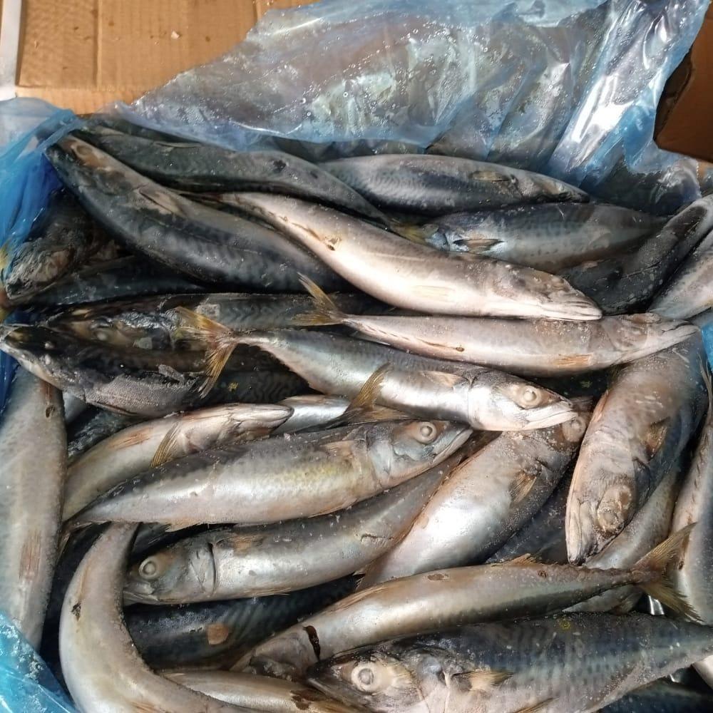 Frozen Atlantic Mackerel is a premium-grade fish, Cut Other Texture Firm Texture Flavor Natural Flavor Freshness Level Frozen