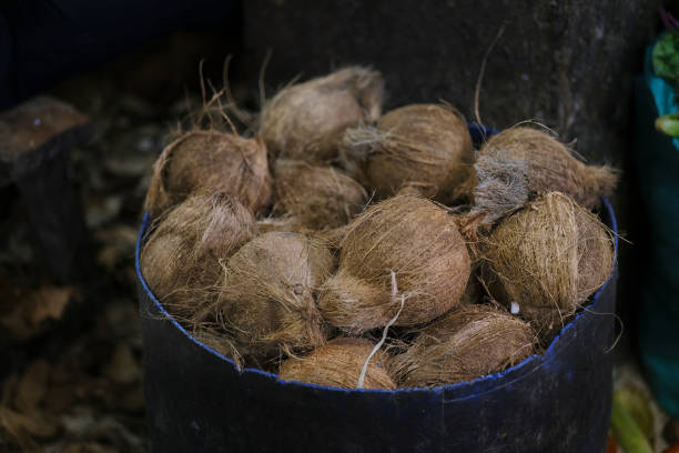 Your Expert Guide to Procuring Top-Tier Coconut: Top 5 Coconut Suppliers in China in Week 14 of 2025