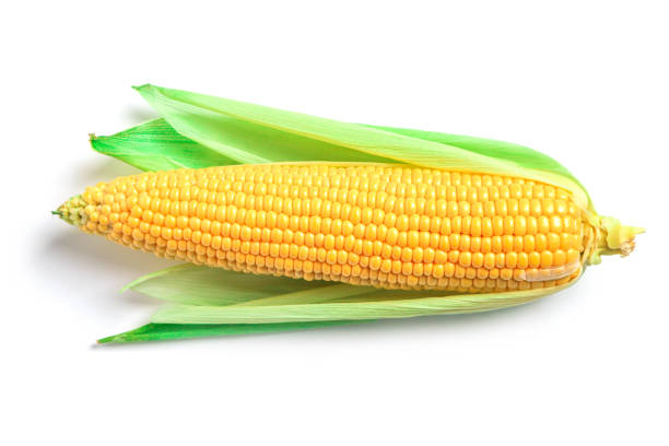 Top 7 Corn Suppliers in Bangladesh in Year 2025