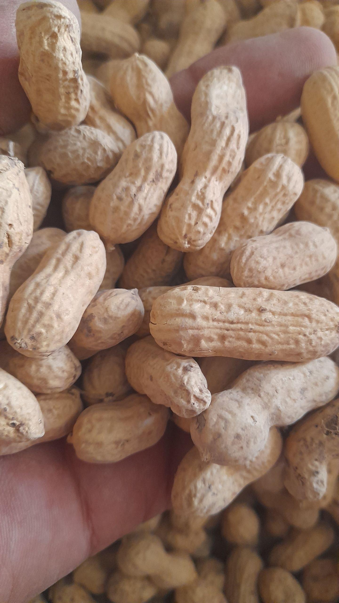 Peanuts Export from Uzbekistan
