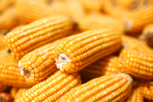 A Comprehensive Guide to Sourcing High-Quality Maize: Top 7 Maize Suppliers in Switzerland in August 2025