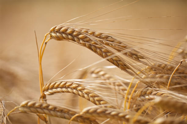 A Comprehensive Guide to Sourcing High-Quality Barley: Top 10 Barley Suppliers in Portugal in August 2025