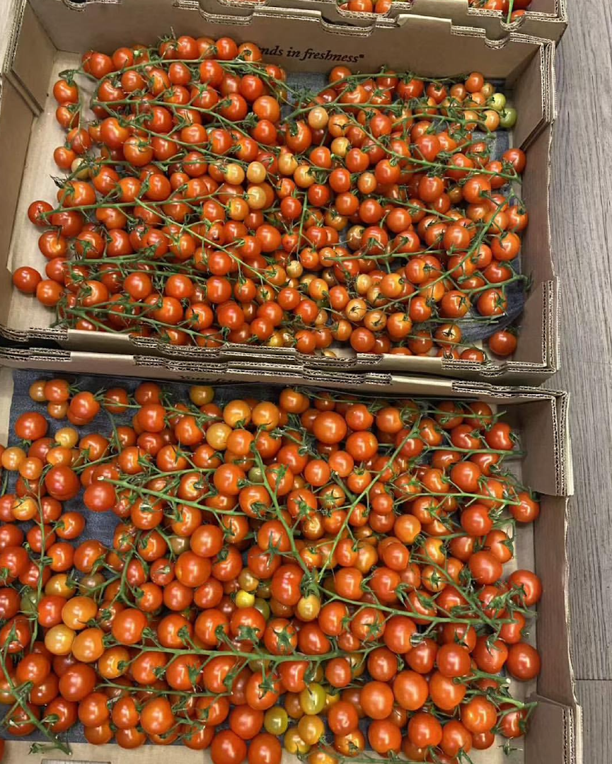 Experience the Vibrant Taste of Fresh Cherry Tomatoes Premium Fresh Cherry Tomatoes 13Kg Cartons On Sale – product thumbnail, market insight supplier card