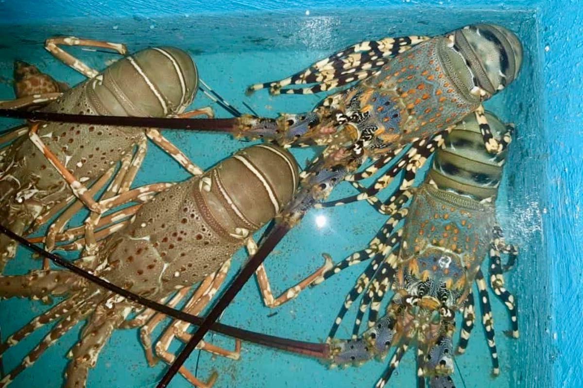 Frozen Lobster