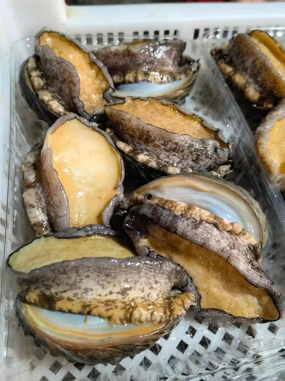 Frozen Abalone Frozen Seafood Wholesale Abalone with Shell Abalone