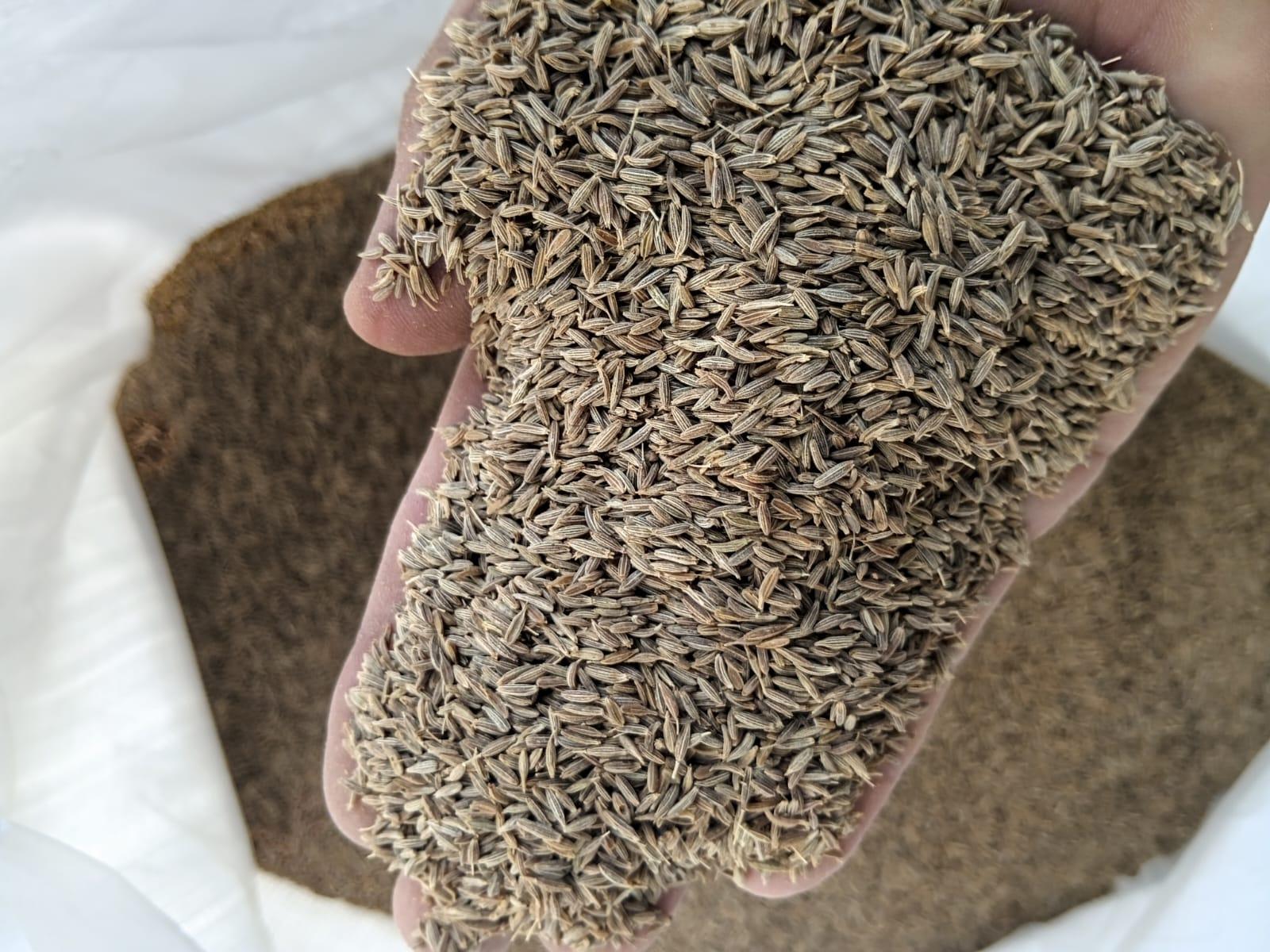 Cumin Seed