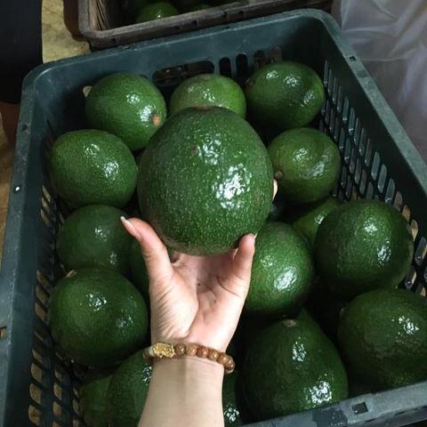 Avocados in Storage