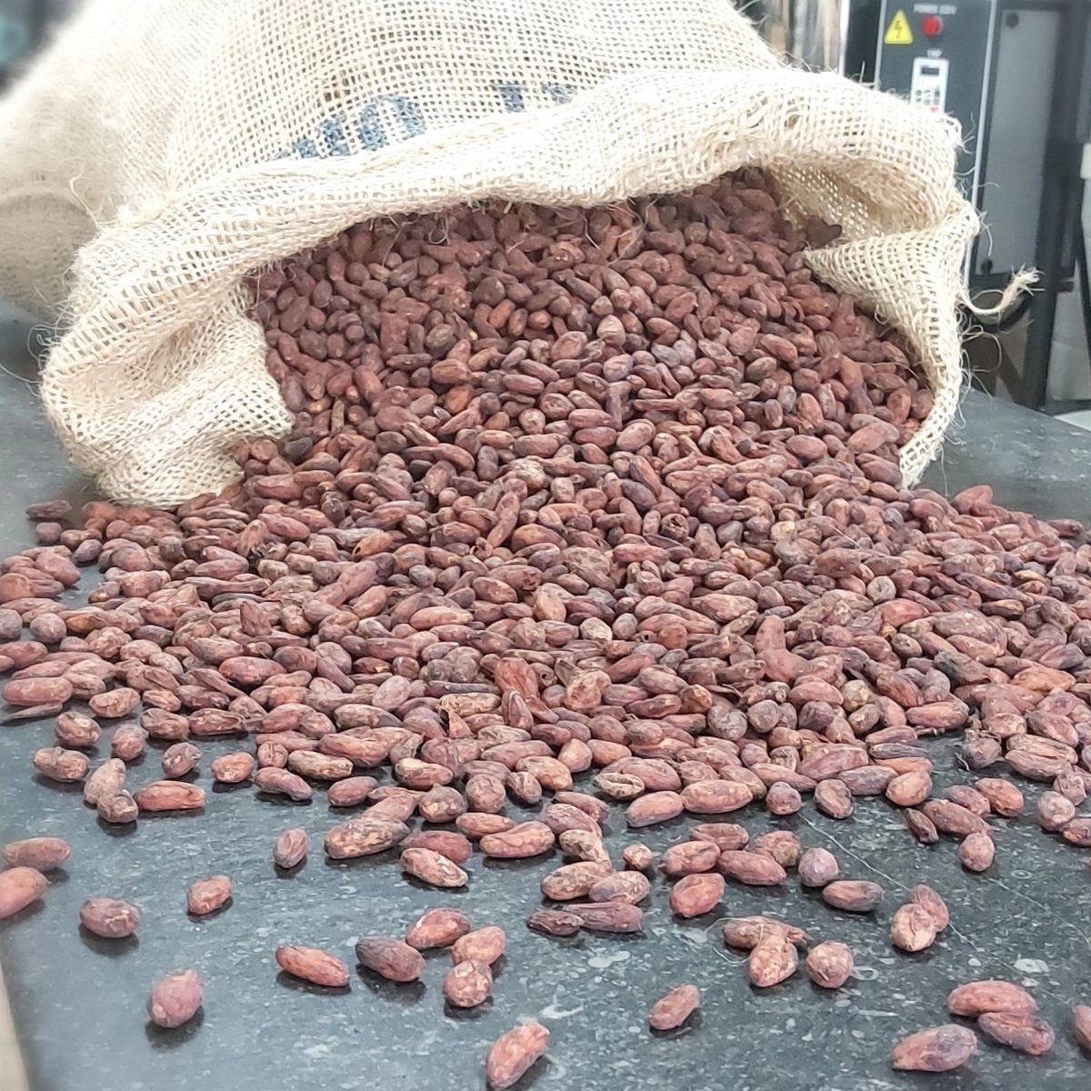 Best Quality Cocoa Beans Dried Raw Cacao Fermented Cocoa Beans at Wholesale Price