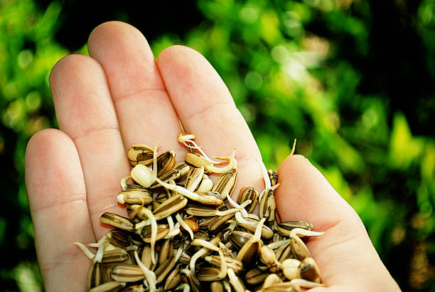 A Comprehensive Guide to Sourcing High-Quality Seed: Top 10 Seed Suppliers in Thailand in Year 2025