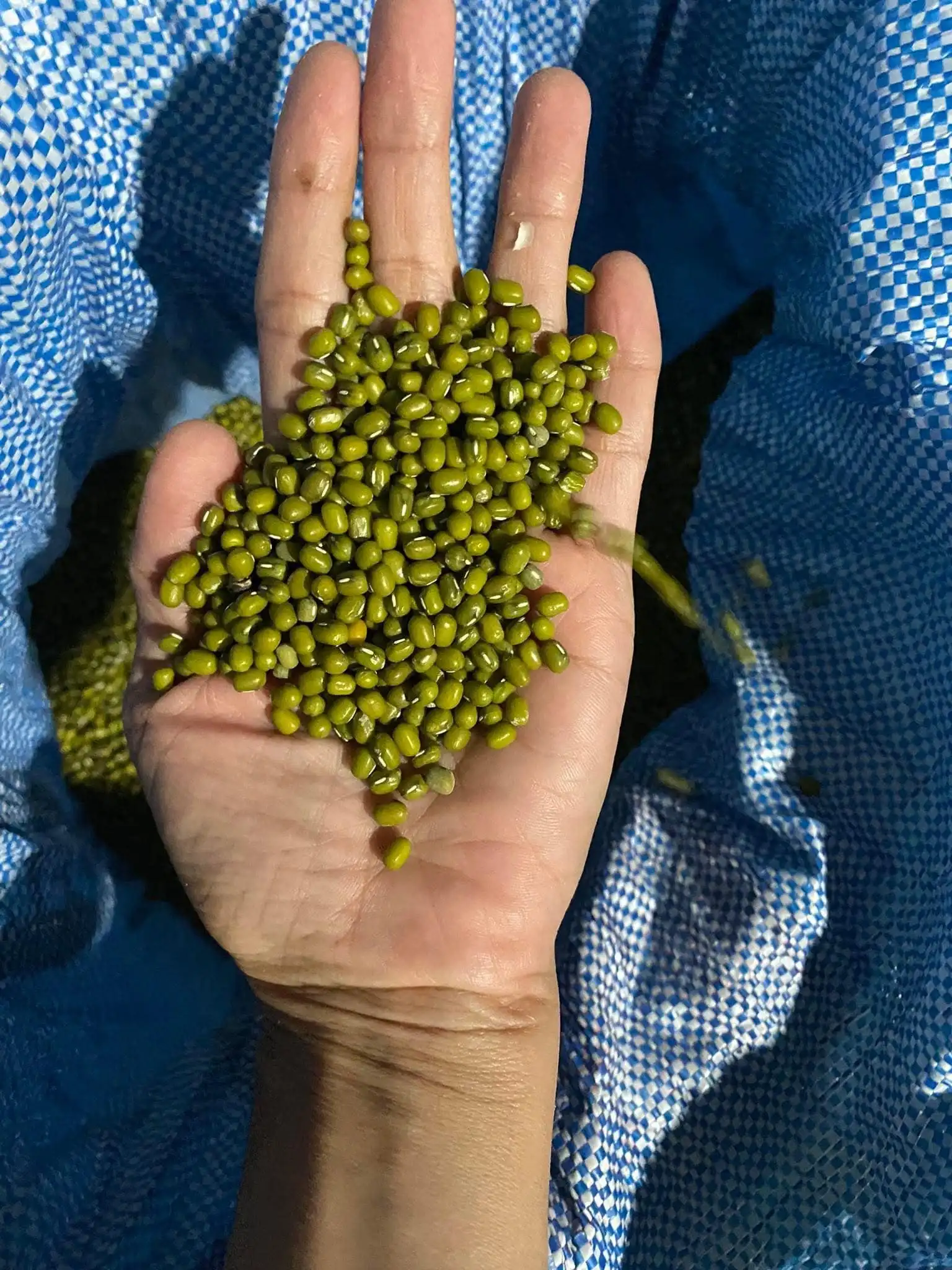 Green Mung Bean Whole