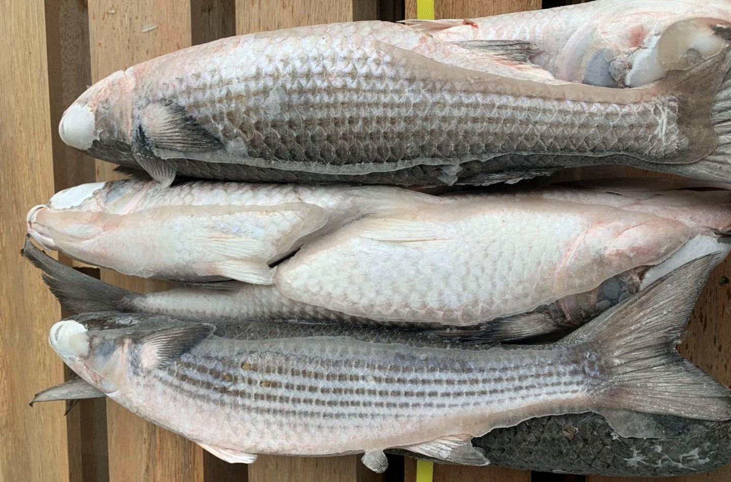 frozen grey mullet fish whole fish blue spot fresh seafood wholesale