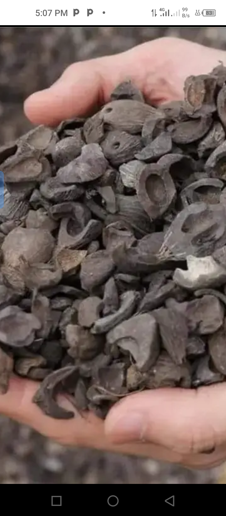 Palm Kernel Shell