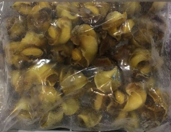 Fresh Conch seafood / abalone
