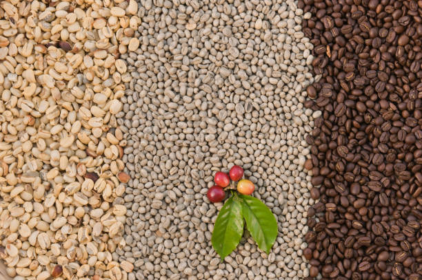 Top 4 Robusta Coffee Suppliers in United States in July 2025