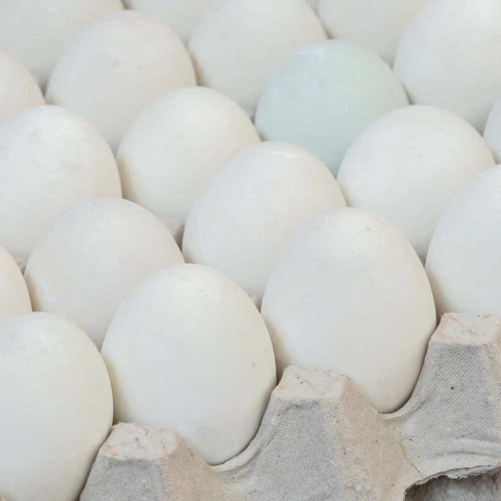 Wholesale Premium Fresh White & Brown Chicken Eggs – Bulk Supply Available  Looking for a reliable supplier of premium-quality chicken eggs? We offer fresh White and Brown Table Eggs carefully selected for quality, freshness, and nutritional value. Ideal for wholesalers, distributors, supermarkets, retailers, food service providers, and food processing companies worldwide.