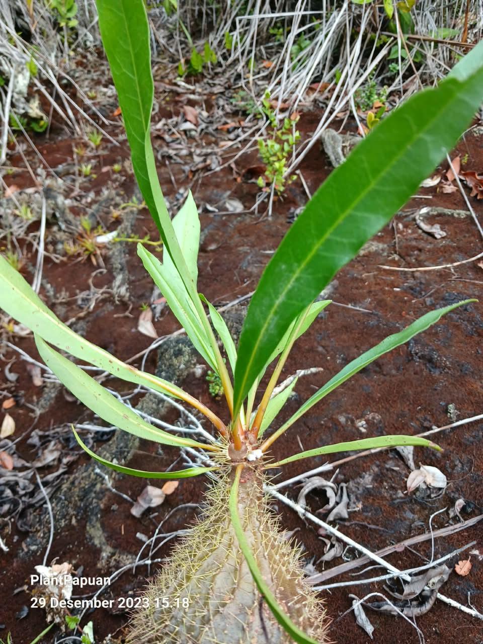Live Myrmecodia archboldiana (Ant Plant) from Papuan indonesia
