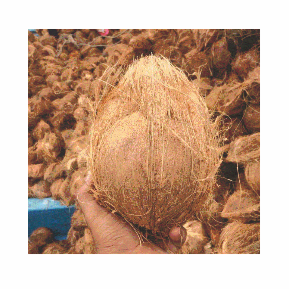 Coconuts Image 1