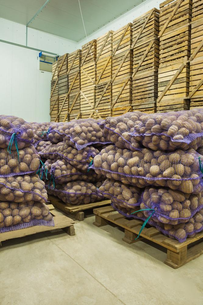 Premium Quality Fresh Whole Potatoes,Freshly Harvested Potatoes and Quality Inspected Potatoes 25kg Bags Export Quality