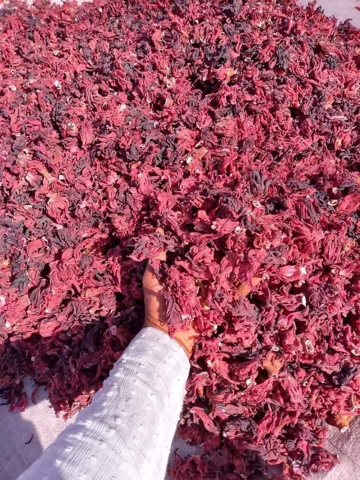 Hibiscus