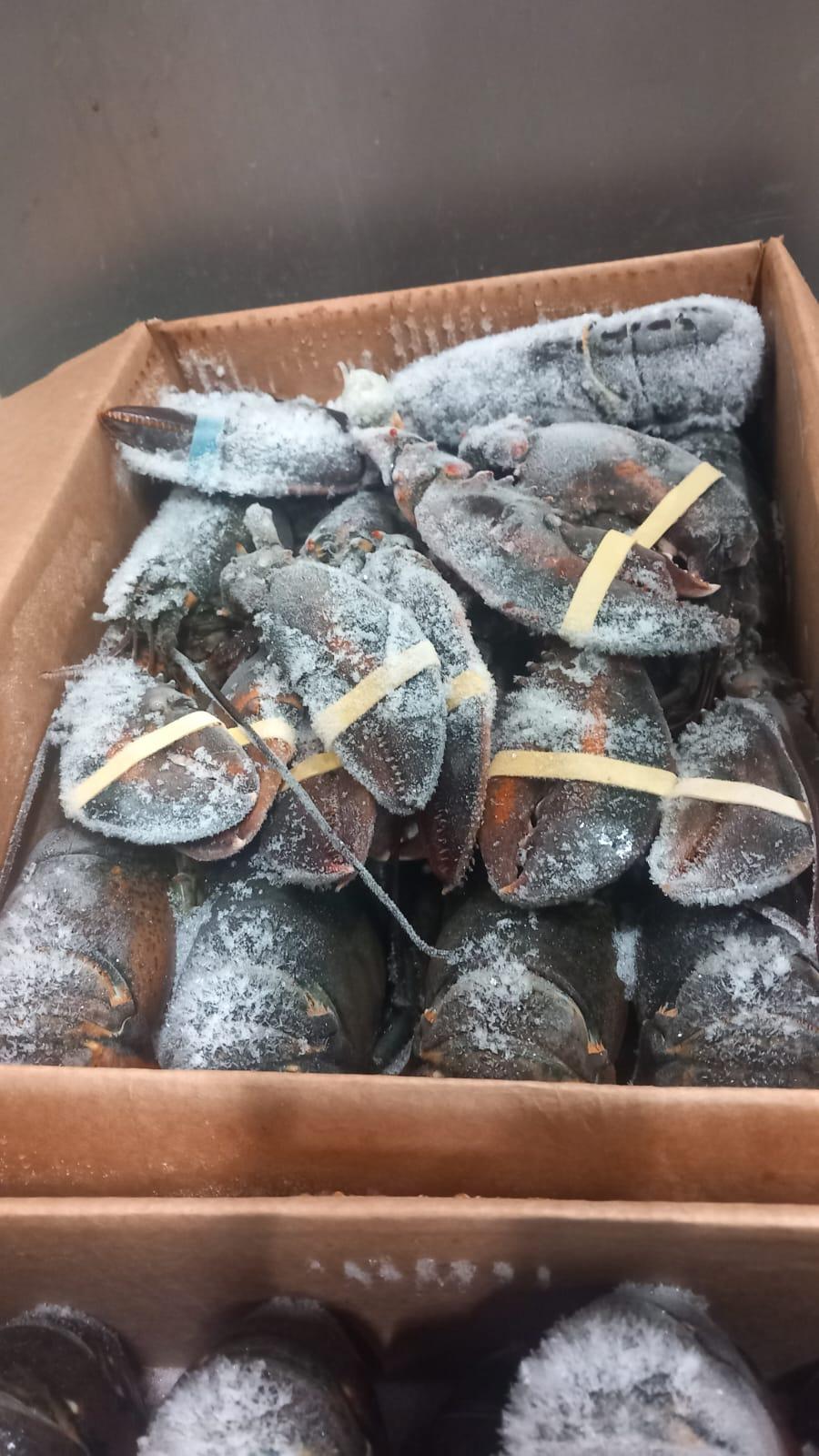 CONSISTENT DELIVERY OF TOP-TIER SEAFOOD EUROPEAN LOBSTER(Homarus gammarus) PRESTIGIOUS FROZEN WHOLE LOBSTER 10KG CARTONS SALE