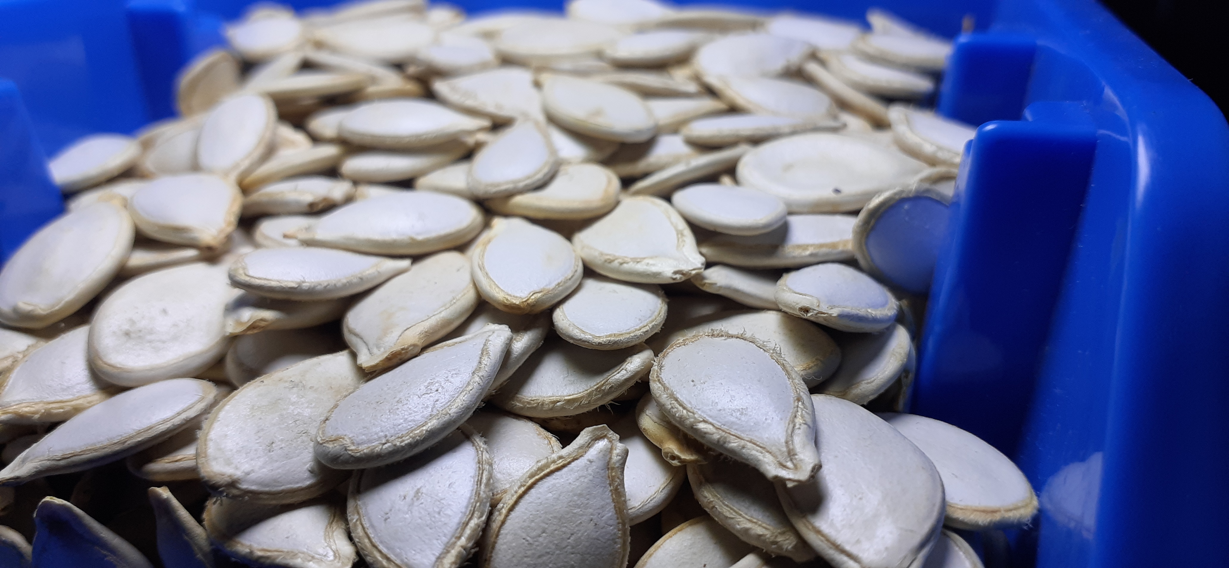Pumpkin Seed