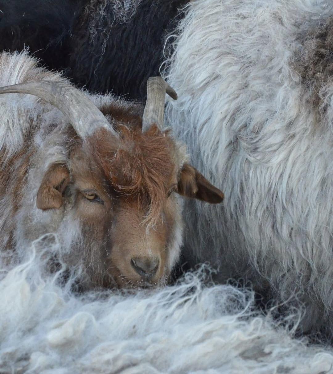 Frozen Goat Meat