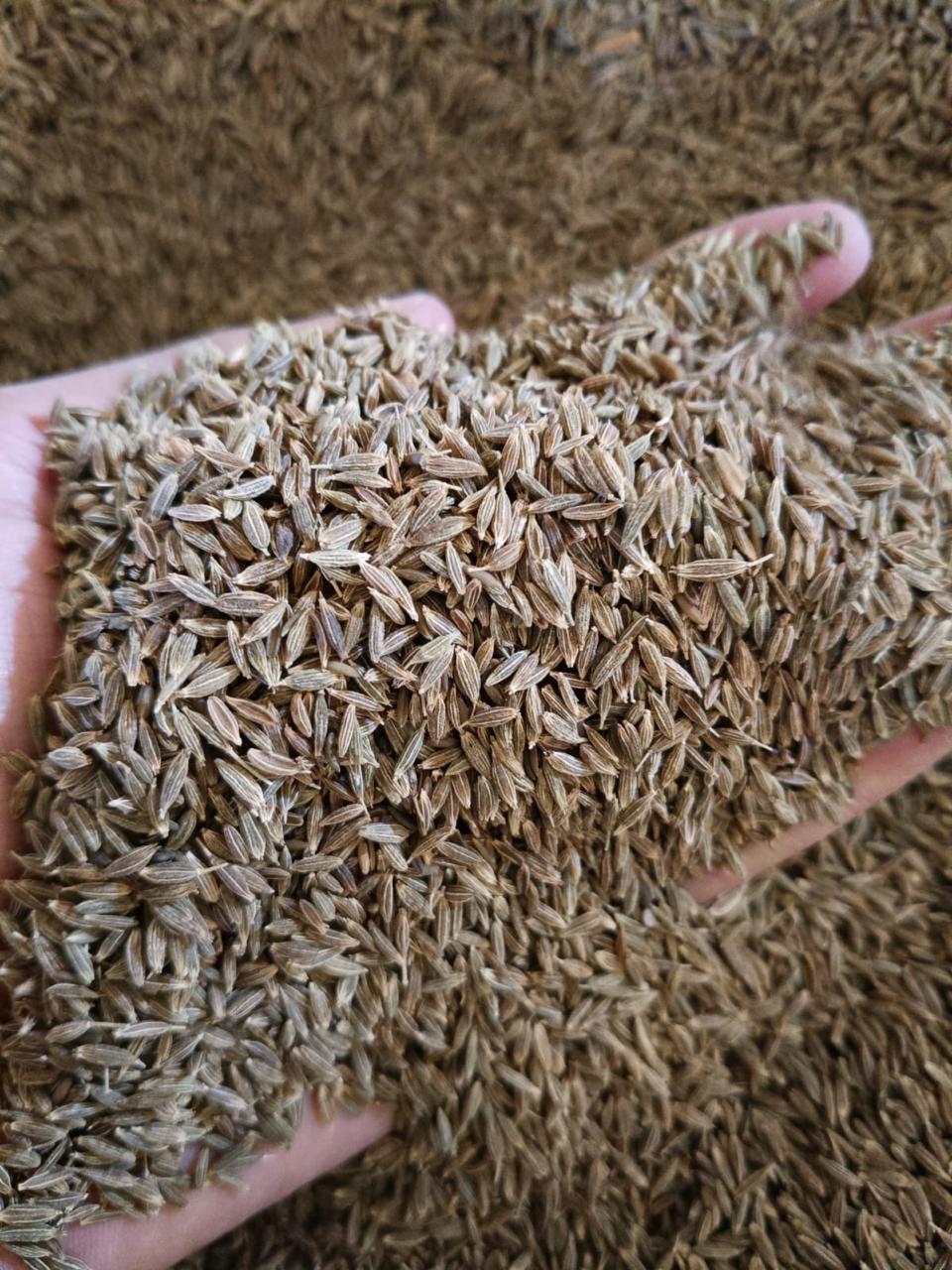 Egyptian Whole Cumin Seeds | Bulk Export Supply