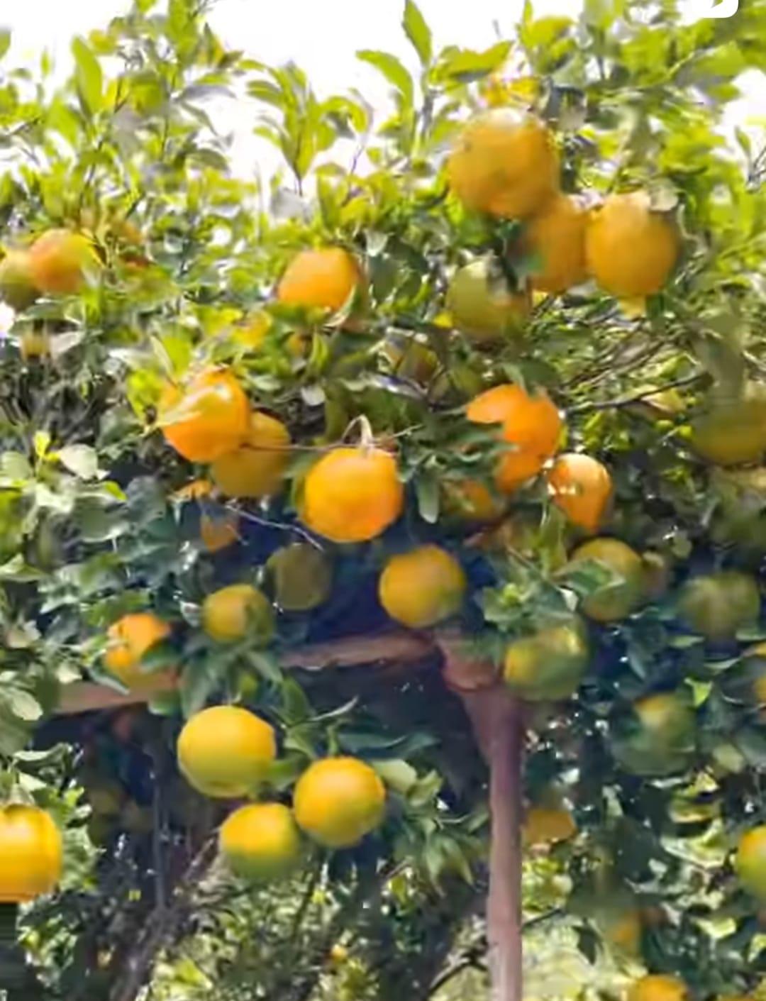 Premium Oranges 2