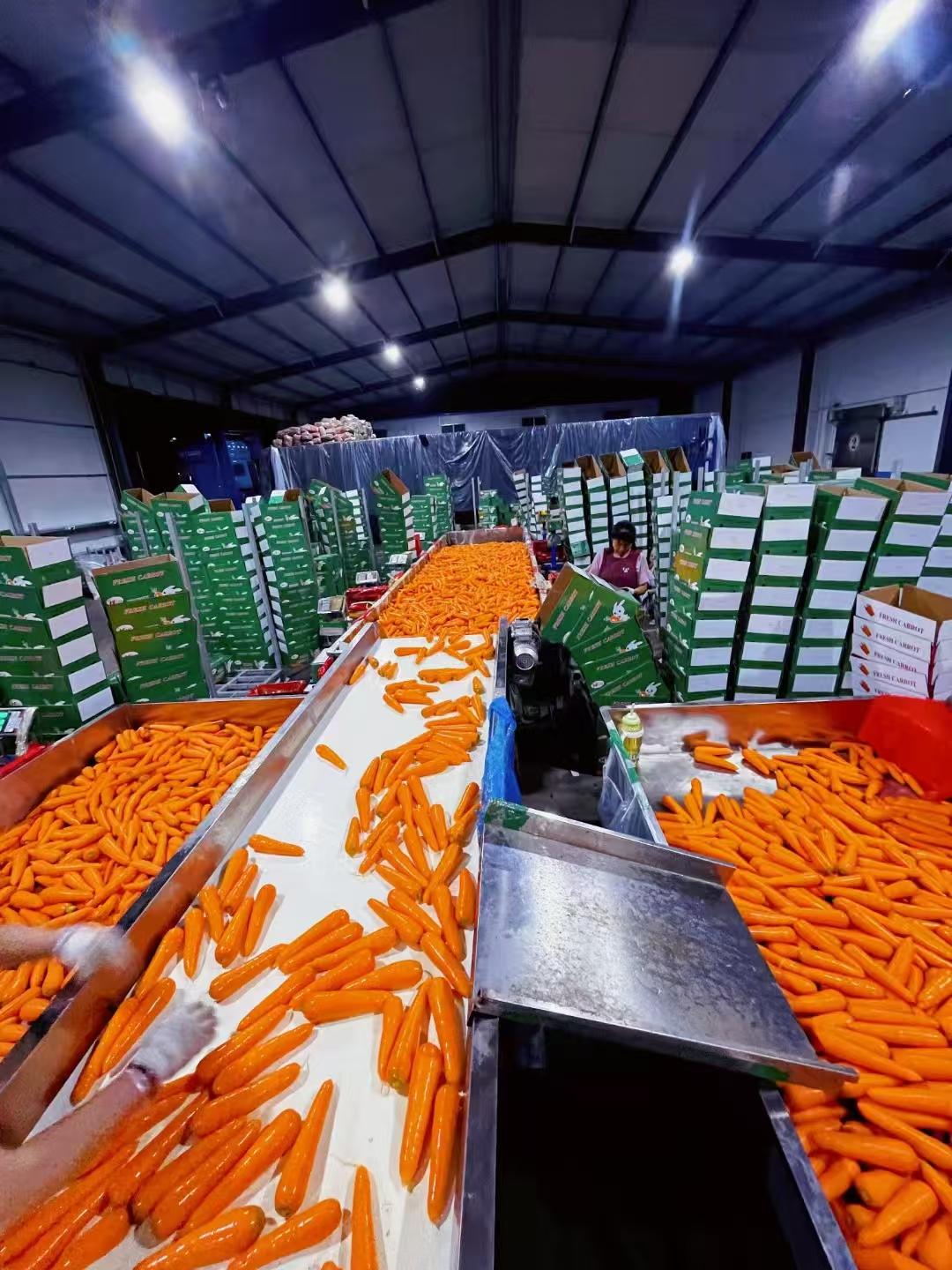Top 4 Fresh Vegetables suppliers in China - 3