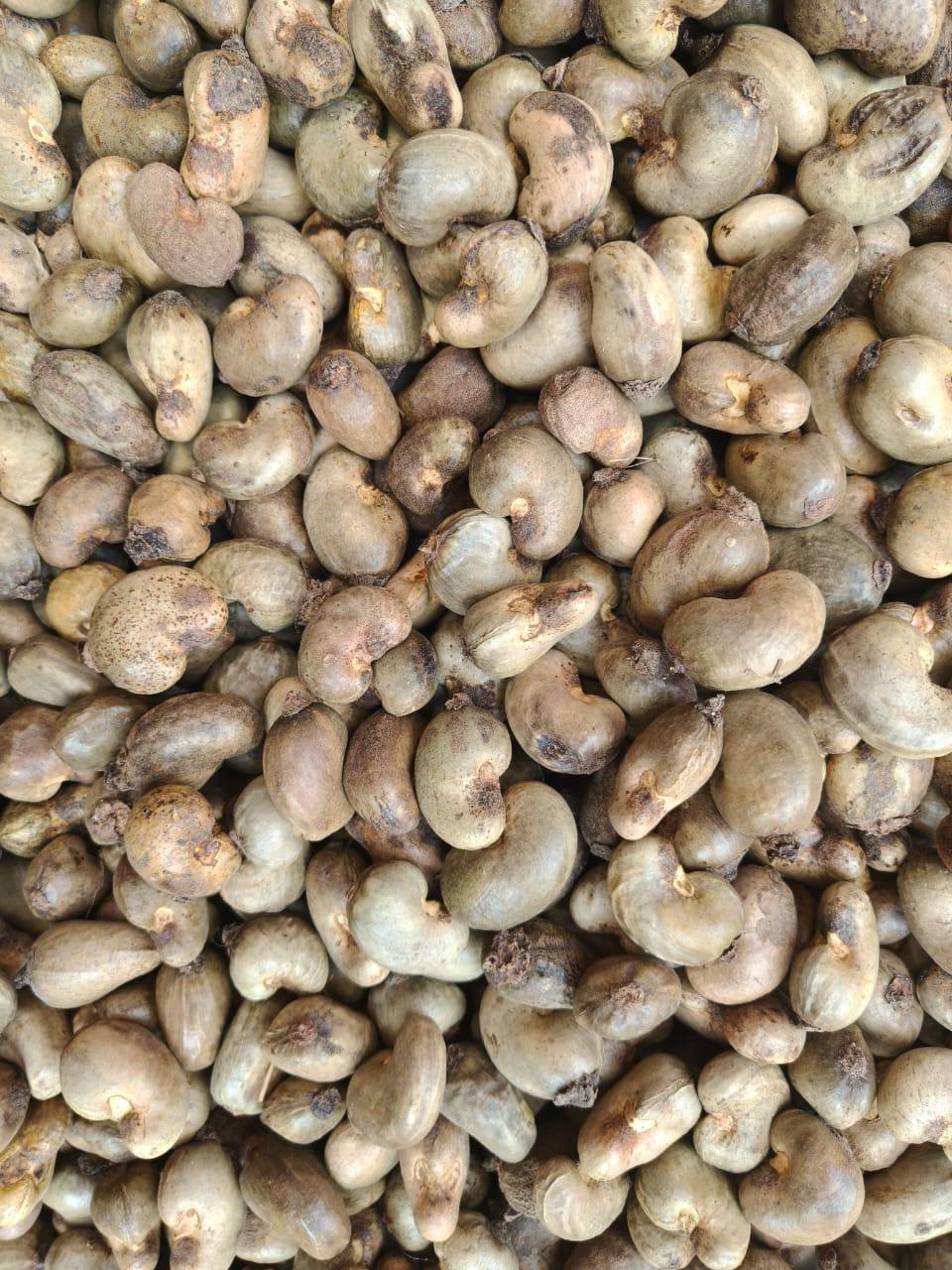 Cashew Nuts