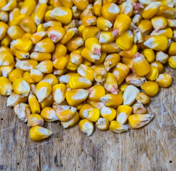 Top Selling Non GMO Yellow Maize Corn/ White Corn & White Corn/Air Dried Yellow Maize Corn for Sale